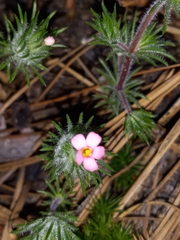 Leptosiphon ciliatus