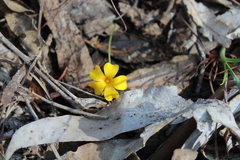 Oxalis perdicaria