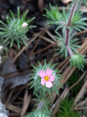 Leptosiphon ciliatus