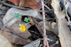 Oxalis perdicaria