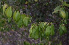Turraea pubescens