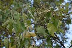 Premna acuminata