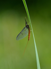 Ephemera vulgata