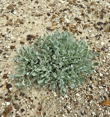 Eriogonum pauciflorum