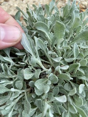 Eriogonum pauciflorum