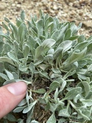 Eriogonum pauciflorum