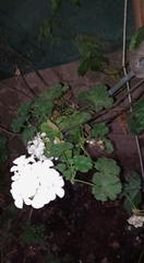 Pelargonium × hybridum