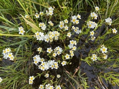 Plagiobothrys figuratus