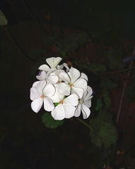 Pelargonium × hybridum