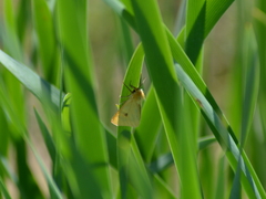 Diacrisia sannio