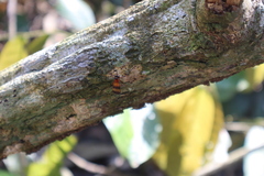 Pseudorus