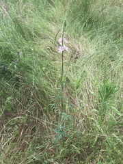Sidalcea campestris