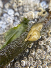 Phyllaplysia taylori