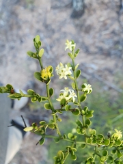 Everistia vacciniifolia