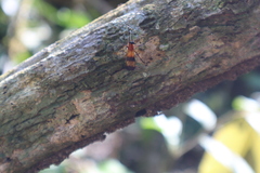 Pseudorus