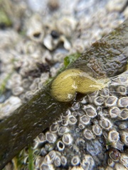 Phyllaplysia taylori