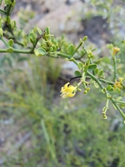 Everistia vacciniifolia