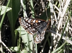 Euphydryas anicia