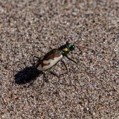 Cicindela theatina