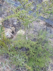 Everistia vacciniifolia
