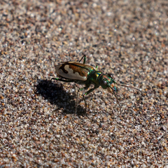 Cicindela theatina