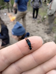 Dinothenarus saphyrinus