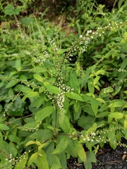 Lysimachia fortunei