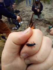 Dinothenarus saphyrinus