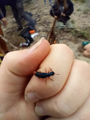 Dinothenarus saphyrinus