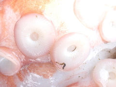 Enteroctopus dofleini