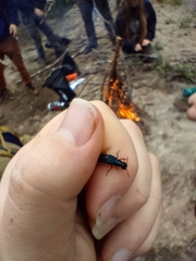 Dinothenarus saphyrinus