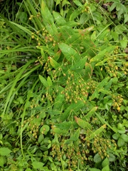 Hypericum sampsonii