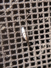 Cameraria hamadryadella