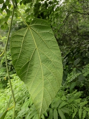 Alangium kurzii