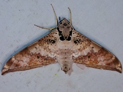 Ambulyx canescens