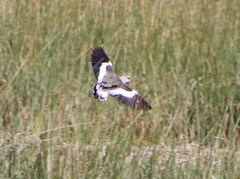 Vanellus resplendens