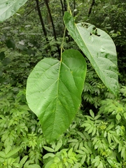 Alangium kurzii