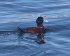 Oxyura ferruginea