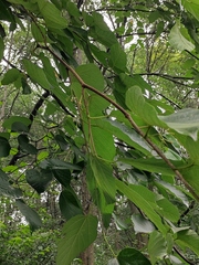 Alangium kurzii