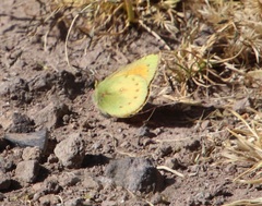 Colias lesbia