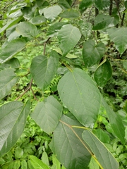 Alangium kurzii