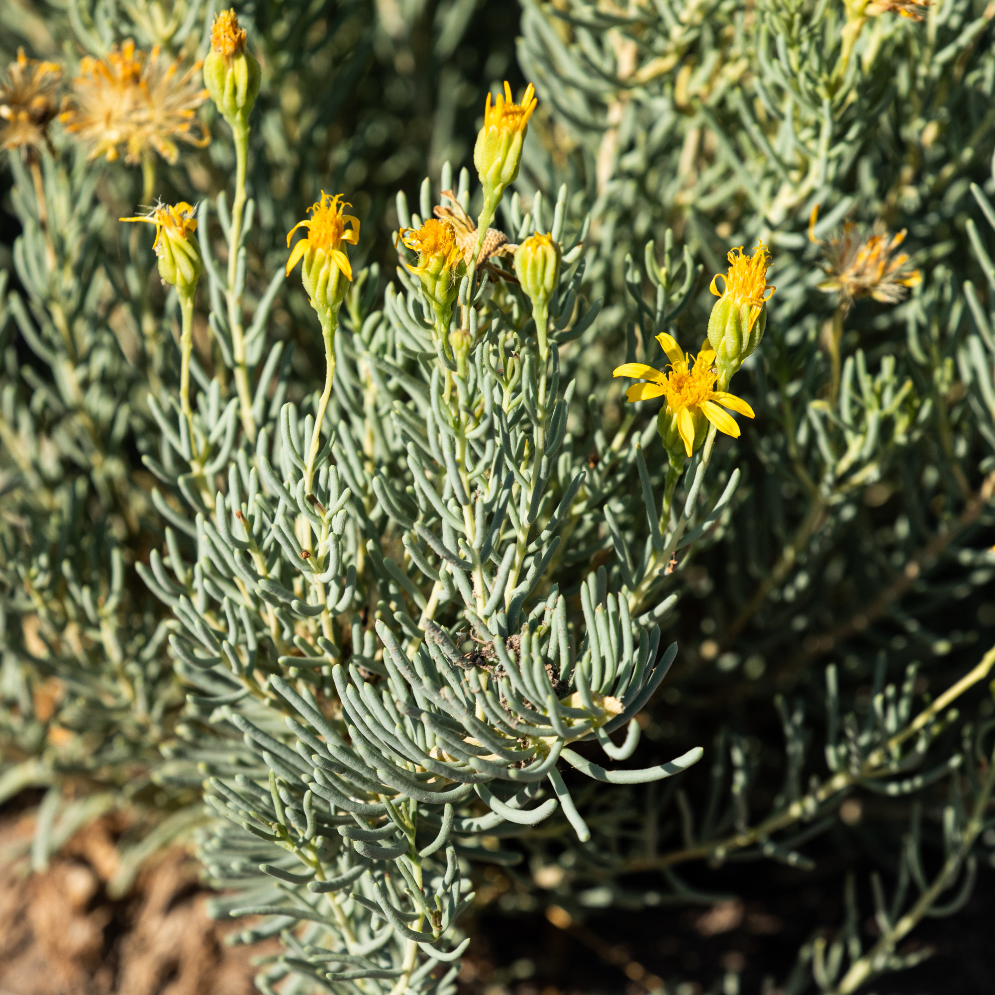 Pseudoclappia arenaria