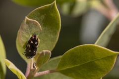 Acmaeodera plagiaticauda