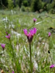 Allium brevistylum
