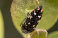 Acmaeodera plagiaticauda