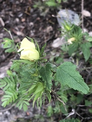Hibiscus acicularis