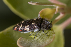 Acmaeodera plagiaticauda