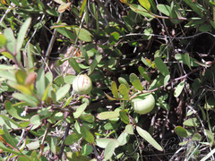 Andricus vacciniifoliae