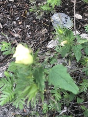 Hibiscus acicularis