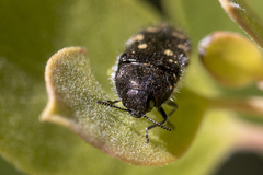 Acmaeodera plagiaticauda
